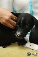 Anushka at Blue Cross Pet Carnival 2014